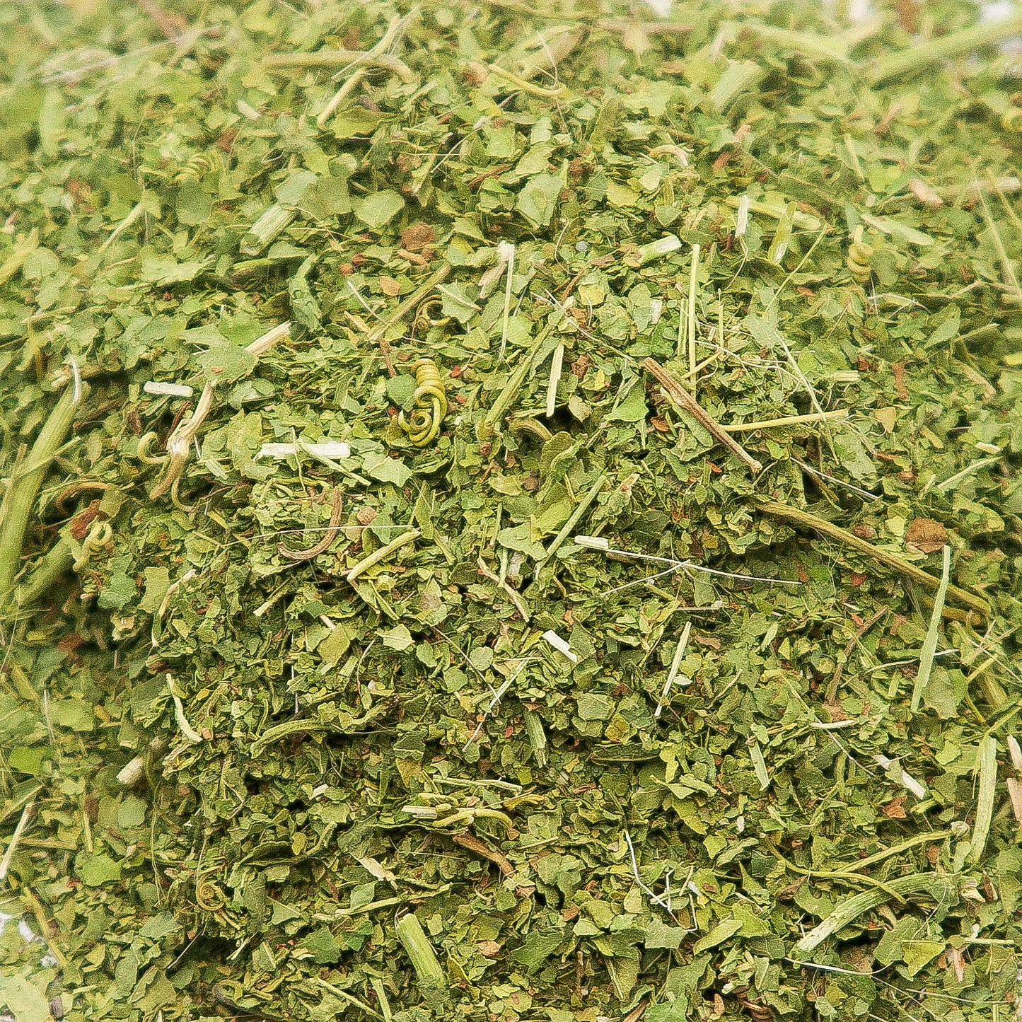 Passion Flower (Passiflora incarnata)