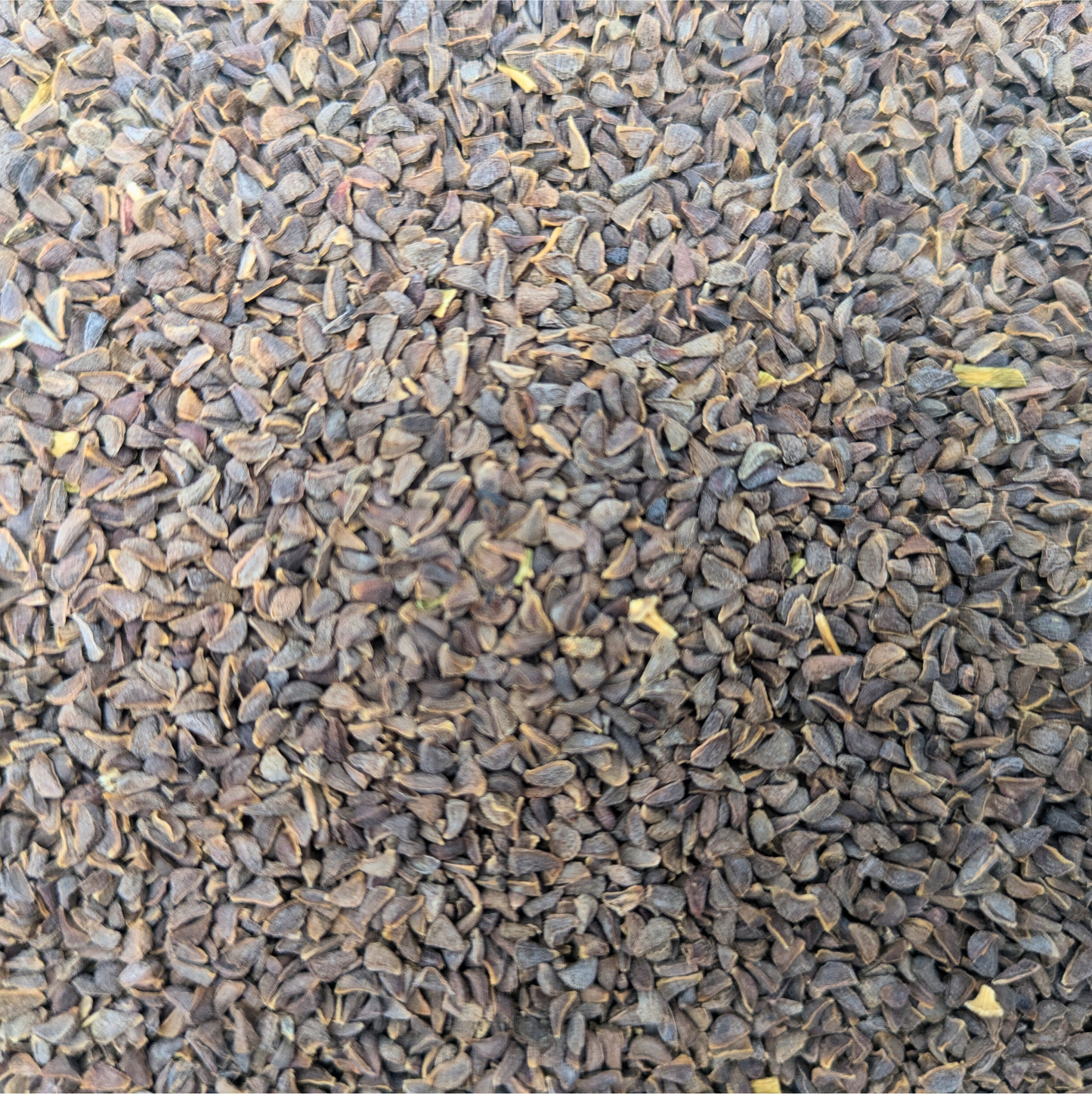 Syrian Rue (Peganum harmala)