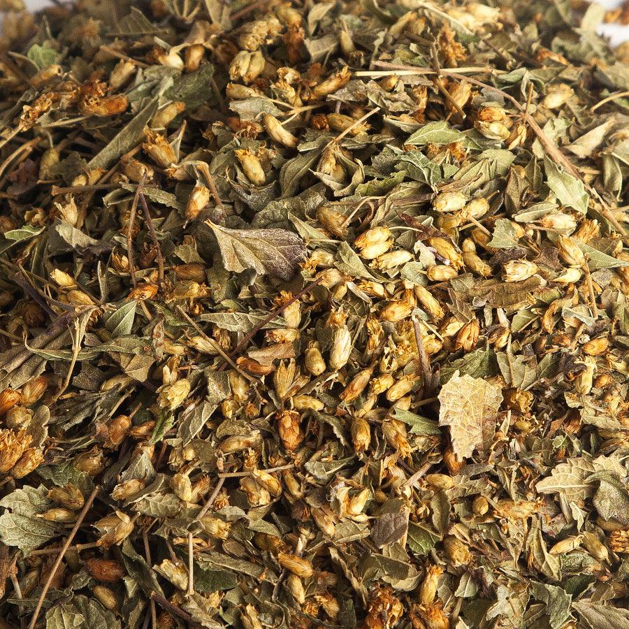 Mexican dream herb closeup