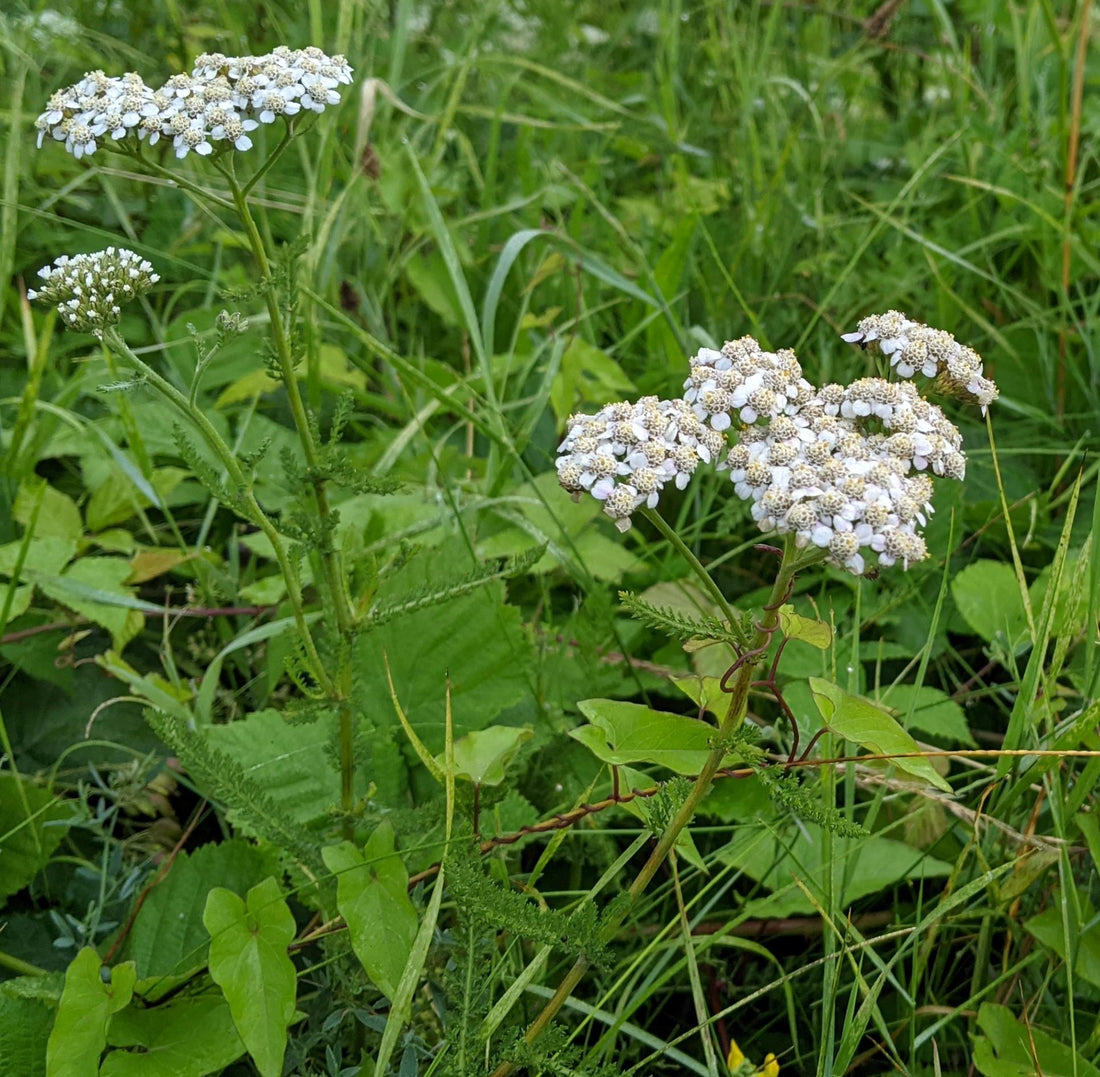Plant Monograph: Yarrow