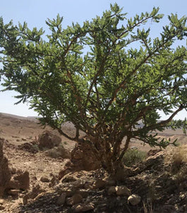 Resins of Yemen – Frankincense, Myrrh and ... Dragon's Blood!