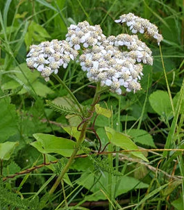 Plant Monograph - Yarrow