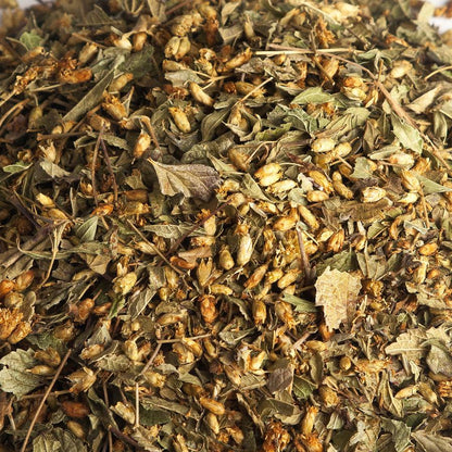 Mexican dream herb closeup