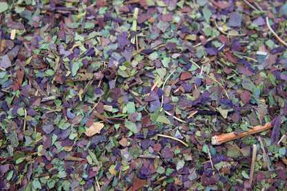 Guayusa (Ilex guayusa) - Herbaldimensions.com